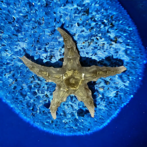 Star fish